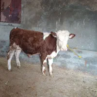 گوساله‌|حیوانات مزرعه|بزینه رود, |دیوار