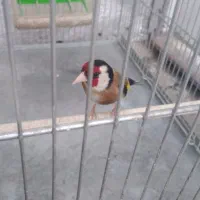 سهره قرص بخون