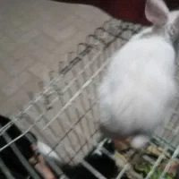 بچه خرگوش بازی