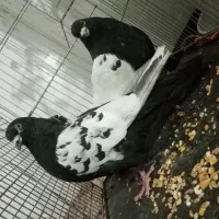 سین سیا معلقی برا جوجه کشی عالی