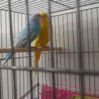 فروش دو عدد مرغ عشق