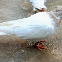 کبوتر|پرنده|سقز, |دیوار