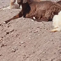 گوسفند معاوضه با موتور هندا|حیوانات مزرعه|بیرجند, |دیوار