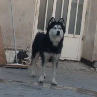 هاسکی گم شده