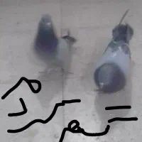 دوتاکبوتراصفهانی چینی کوهی گم کردم