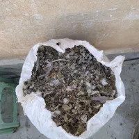 کود ، فضله کبوتر چای خشک|خدمات باغبانی و درختکاری|بروجرد, |دیوار