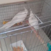 مرع عروس