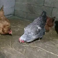 ۲۰ عدد مرغ محلی تخم گذار برای فروش
