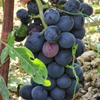 نهالی که طلا میده