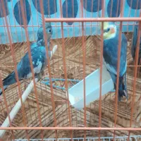 یک جفت عروس هلندی
