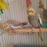 عروس هلندی|پرنده|الوند, |دیوار