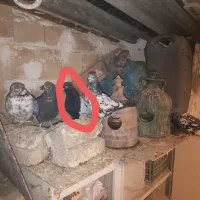 کبوتر|پرنده|مشکین‌دشت, |دیوار