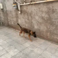 واگزاری سگ مالینیوز ماده|سگ|سیرجان, |دیوار