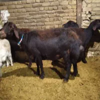 ۴ راس میش ابستن قره قزل|حیوانات مزرعه|بروجرد, |دیوار