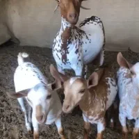 بزصلاله 3قلوزا اصیل