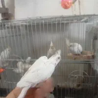 البینو چشم شرابی