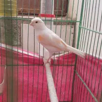 قناری ماده جفتی سهره