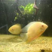 ماهی خوب و کم یاب میخوای بیا اینجا