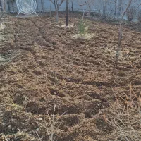 تیلر زنی و سمپاشی حرفه‌ای باغ با قیمت منصفانه|خدمات باغبانی و درختکاری|مشهد, رضاشهر|دیوار