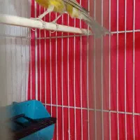 قناری مس خون