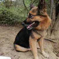 توله ژرمن ورک