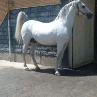 فروش اسب های کرد