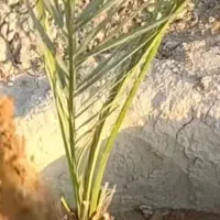 پاجوش فسیل خرما|خدمات باغبانی و درختکاری|عنبرآباد, |دیوار