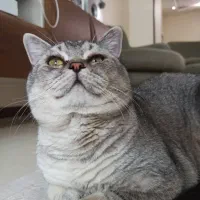 واگذاری گربه بریتیش ۱۴ ماهه