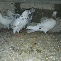 کبوتر پرشی|پرنده|مرند, |دیوار