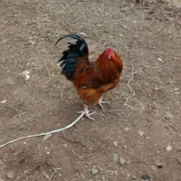 خروس گل باقالی