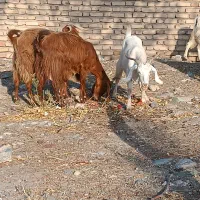بز پاکستانی دورگ .پرشیر.جوان آبستن .4راس|حیوانات مزرعه|بافت, |دیوار