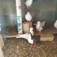 چند عدد کفتر|پرنده|مه ولات, |دیوار