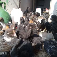 جوجه مرغ خروس|حیوانات مزرعه|قم, زنبیل آباد|دیوار