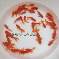 ماهی قرمزعید|ماهی|کاشان, الغدیر|دیوار