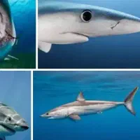 ماهی تازه واسه فرداپزورشی نیست