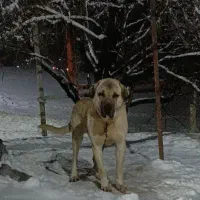 سگ پژدر دزدیده|حیوانات|کامیاران, |دیوار