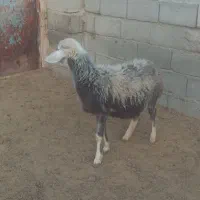 یک عدد بره ماده چال سفید|حیوانات مزرعه|باروق, |دیوار