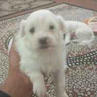 توله شیتزو|سگ|آبادان, |دیوار