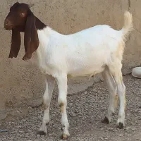 بزغاله پاکستانی نر