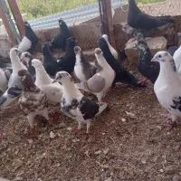 کبوتر|پرنده|گرمه, |دیوار