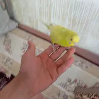 مرغ عشق|پرنده|سراب, |دیوار