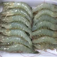 میگو صادراتی پوست گیری و رگ گیری شده درجه یک|خوردنی و آشامیدنی|جلین, |دیوار