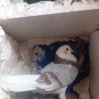 کبوتر معاوضه ای