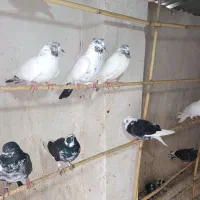 آسمان خراش|پرنده|مینودشت, |دیوار
