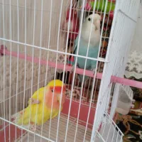 طوطی کوتولو