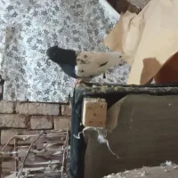 کفتر رنگه|پرنده|تربت جام, میرقوام الدین|دیوار