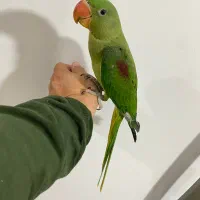 شاه طوطی اسکندر سه ماهه فول رام