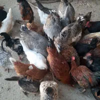 فروش غاز و مرغ وجوحه|حیوانات مزرعه|اندیمشک, |دیوار