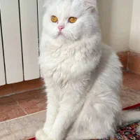 گربه پرشین نر جهت جفتگیری