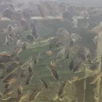 جفت مولد سیچلاید گورخری|ماهی|خوی, |دیوار